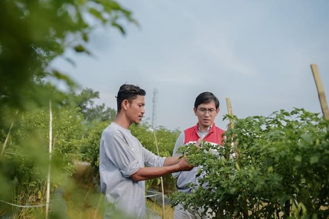 pulih_pascabanjir_kelompok_tani_binaan_pertamina_ep_rantau_panen_cabai_bersama_wakil_bupati_aceh_tamiang