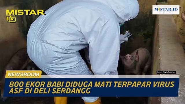 newsroom_800_ekor_babi_diduga_mati_terpapar_virus_asf_di_deli_serdangg