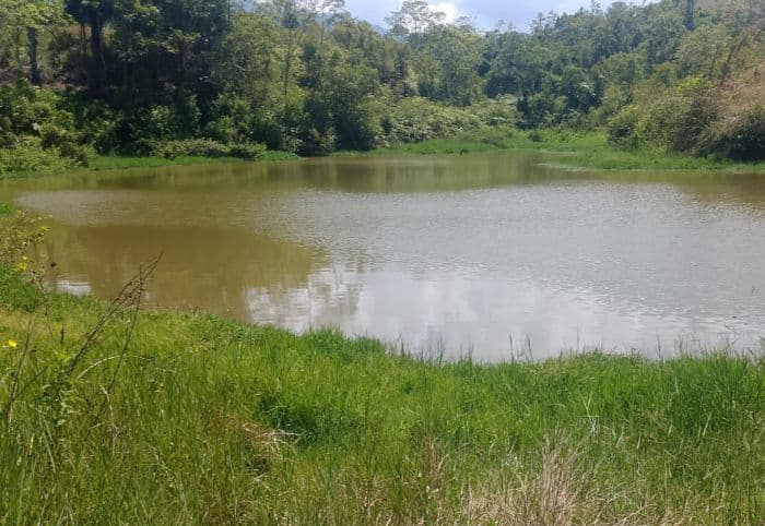 embung_mengering_ratusan_hektare_sawah_di_toba_terancam_gagal_tanam
