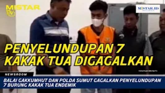 newsroom_balai_gakkumhut_dan_polda_sumut_gagalkan_penyelundupan_7_burung_kakak_tua_endemik