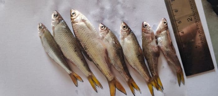 dprd_sumut_desak_gubernur_larang_tangkap_ikan_kecil_di_danau_toba