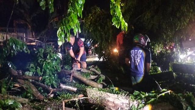 mobil_tertimpa_pohon_tumbang_bpbd_langkat_bergerak_cepat_lakukan_evakuasi