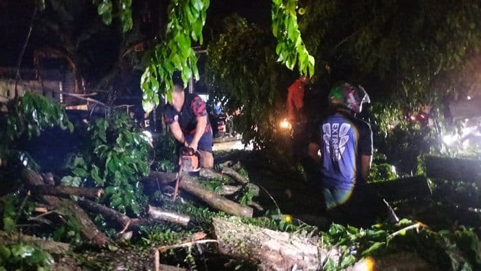 mobil_tertimpa_pohon_tumbang_bpbd_langkat_bergerak_cepat_lakukan_evakuasi