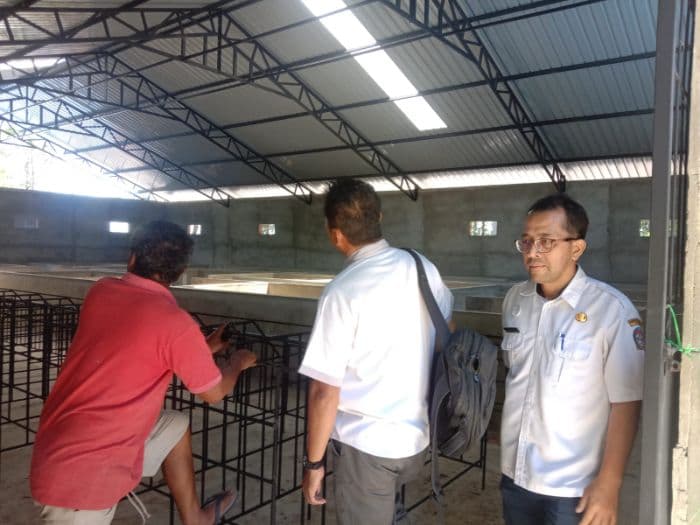virus_asf_melanda_toba_kematian_ternak_babi_capai_100_persen_peternak_harap_bantuan_vaksin