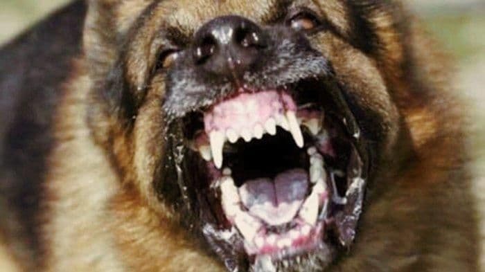 kasus_gigitan_hewan_penular_rabies_di_simalungun_capai_505_per_juni_2025