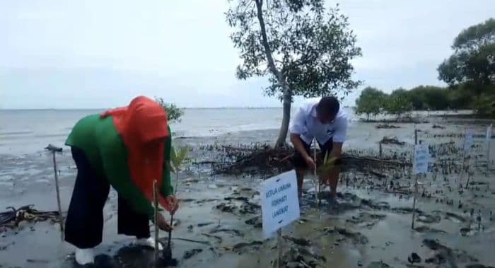 forhati_dan_kahmi_langkat_tanam_1000_pohon_mangrove_di_kwala_gebang_