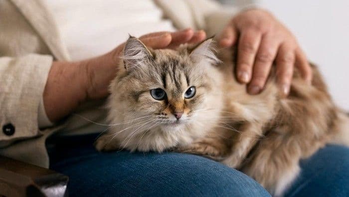 cara_menghilangkan_kutu_kucing_agar_tak_kembali_lagi