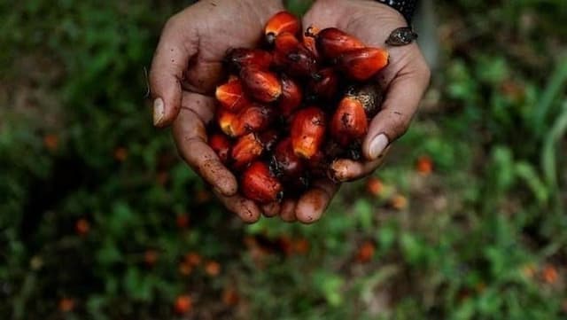 harga_cpo_global_naik_tbs_petani_sawit_sumut_malah_anjlok