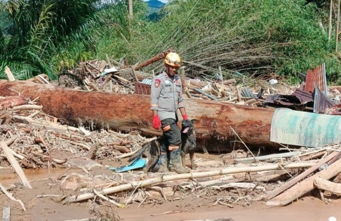 pencarian_korban_banjir_batang_toru_libatkan_k9_empat_kinain_dikerahkan