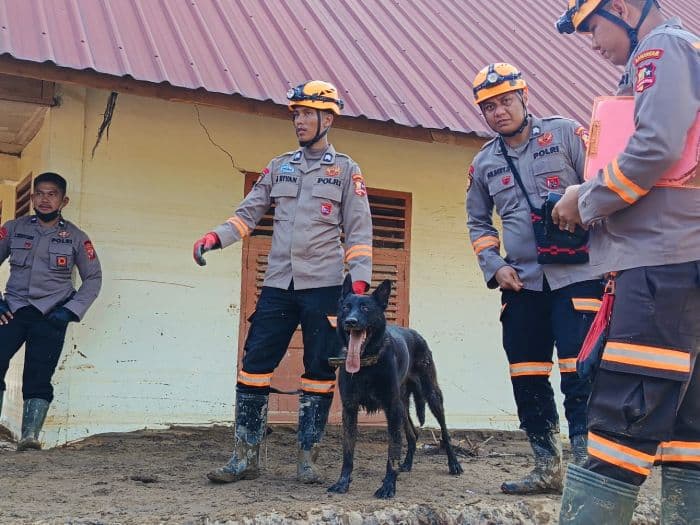 walet_anjing_pelacak_internasional_andalan_operasi_sar_banjir_tapanuli_selatan