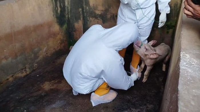 virus_asf_positif_kembali_ditemukan_di_deli_serdang