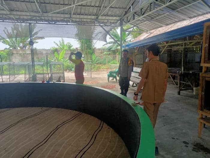 gelanggang_laga_ayam_di_pantai_labu_pekan_meresahkan_masyarakat_minta_ditutup