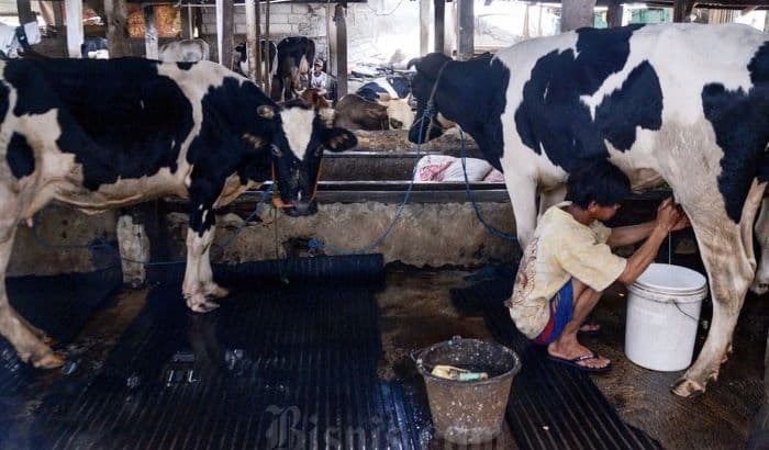 3000_sapi_perah_impor_asal_australia_masuk_ri_brasil_menyusul