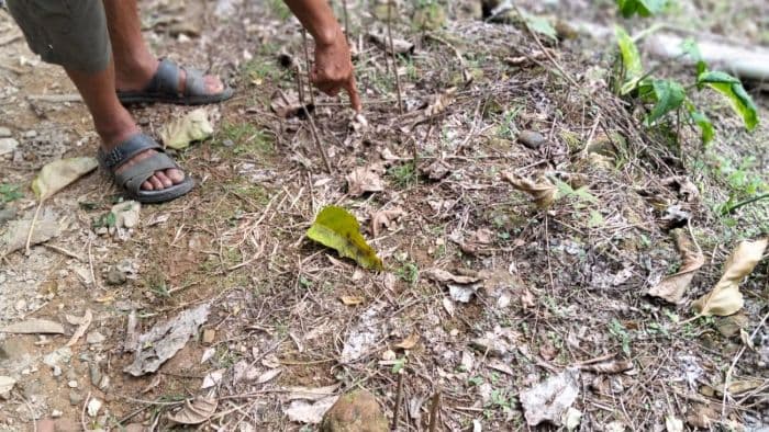 warga_desa_bongkaras_dairi_dihebohkan_jejak_kaki_harimau_di_perladangan_lima_ekor_ternak_hilang