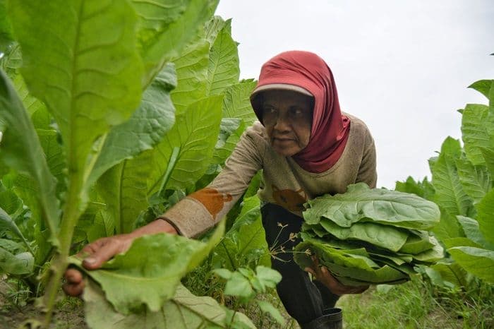 panen_tembakau_deli_primadona_cerutu_dunia_asal_sumatera_utara