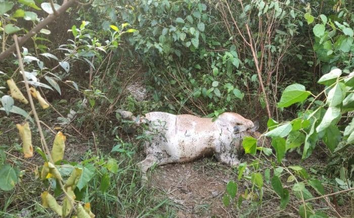 harimau_sumatera_mangsa_lembu_dan_anjing_warga_di_langkat