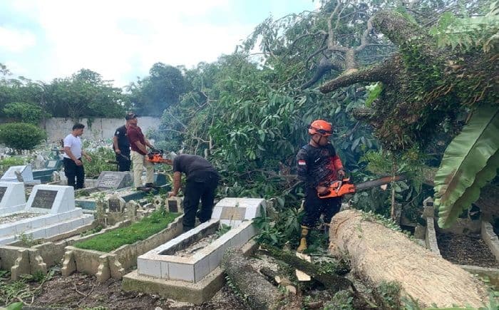 puluhan_pohon_tumbang_di_tpu_binjai_usai_hujan_deras_dan_angin_kencang