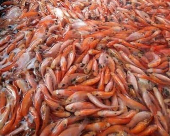 petani_di_kecamatan_porsea_kesulitan_mendapatkan_benih_ikan_mas_berkualitas_