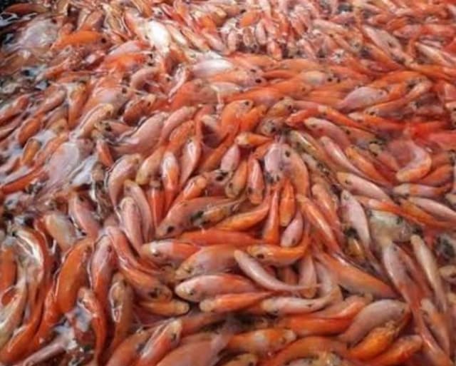 petani_di_kecamatan_porsea_kesulitan_mendapatkan_benih_ikan_mas_berkualitas_