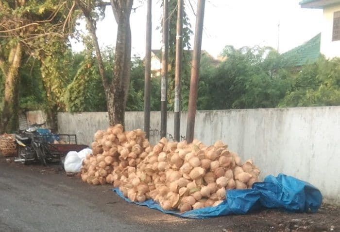 dampak_musim_hujan_harga_kelapa_di_medan_naik_rp1000_per_butir_