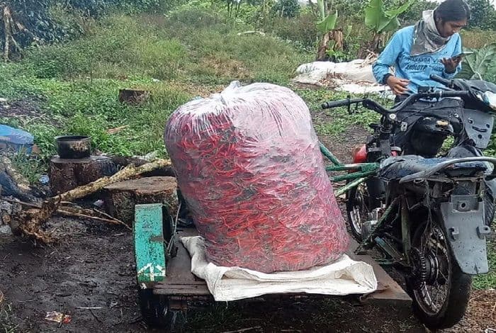 harga_cabai_rp50_ribu_per_kilogram_petani_mardinding_terancam_patek