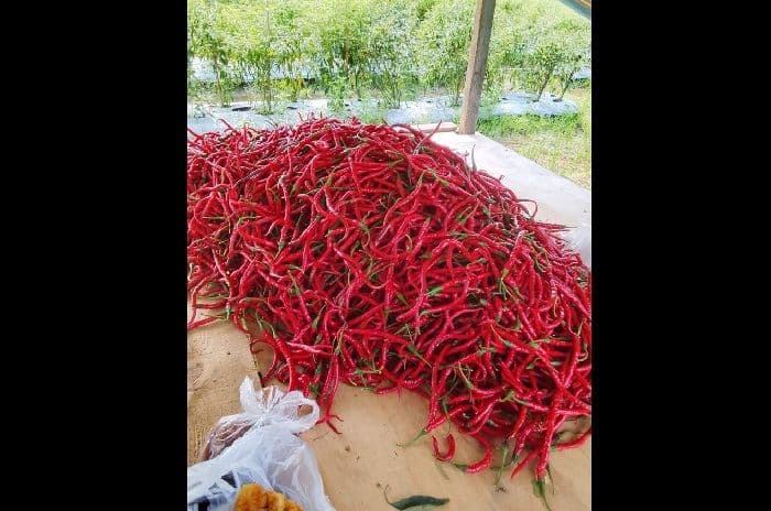 harga_cabai_tembus_rp50_ribu_petani_deli_serdang_kini_jaga_ladang_tiap_malam