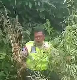 ketahuan_garagara_tabrak_lari_satlantas_polres_karo_gerebek_ladang_ganja_milik_kaban_