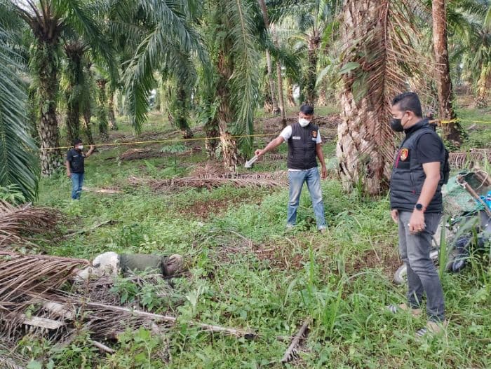 mayat_petani_ditemukan_di_perkebunan_sawit_langkat_motor_tergeletak_di_lereng