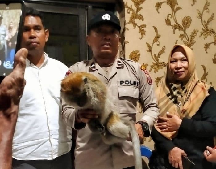 monyet_yang_teror_warga_di_langkat_dilumpuhkan