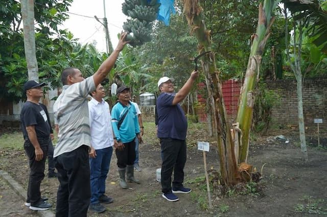 bupati_asahan_panen_perdana_pisang_kepok_abu_siap_diusulkan_jadi_varietas_lokal_ke_kementan_