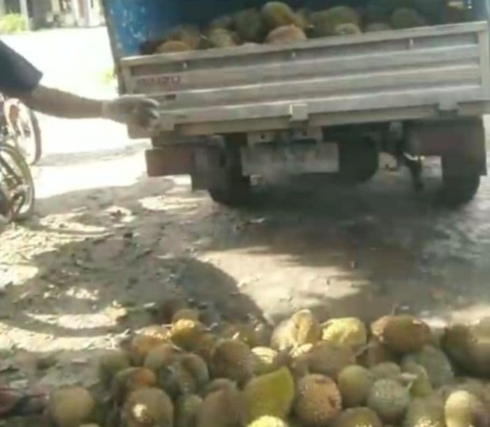 dampak_bbm_langka_pengusaha_buah_durian_di_dairi_estimasi_kerugian_ratusan_juta_per_hari