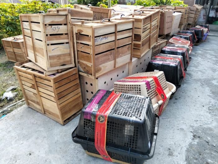 karantina_sumut_gagalkan_penyelundupan_173_ayam_bangkok_dan_20_kambing_pigmi_asal_thailand