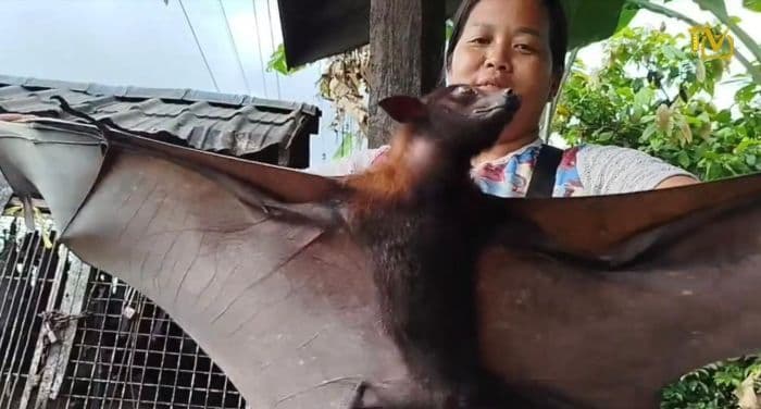 waspada_virus_nipah_penjual_kalong_di_pancur_batu_diimbau_tingkatkan_kehatihatian_