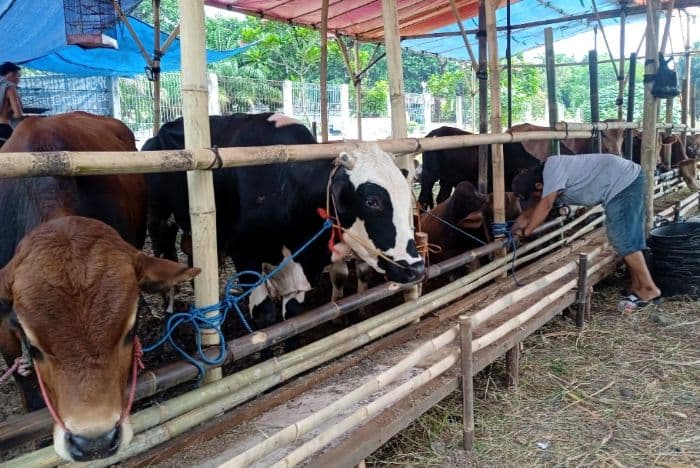 suri_dan_perjuangannya_beternak_sapi_iduladha