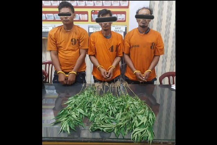 belum_sempat_panen_tiga_pria_penanam_ganja_di_karo_diciduk_polisi_20_batang_disita