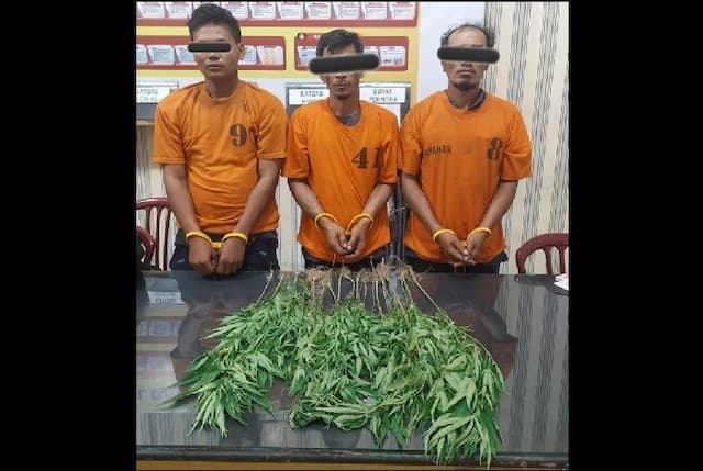 belum_sempat_panen_tiga_pria_penanam_ganja_di_karo_diciduk_polisi_20_batang_disita