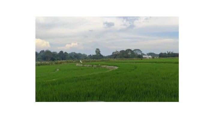 dprd_minta_pemko_pematangsiantar_tertibkan_alih_fungsi_lahan_pertanian