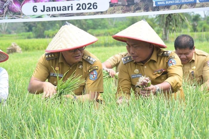 bawang_merah_jadi_komoditas_unggulan_petani_deli_serdang_modal_rp4_juta_untung_rp12_juta