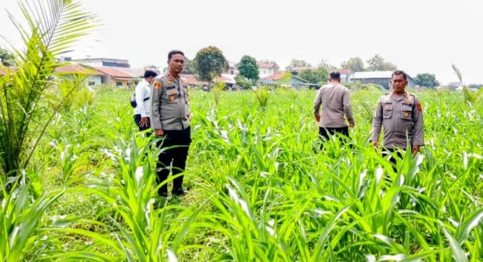 cek_tanaman_jagung_binaan_kapolres_batu_bara_harap_lakukan_perawatan_intensif