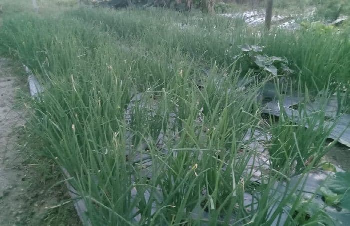 petani_toba_beralih_ke_bawang_merah_untungnya_5_kali_lipat_jagung