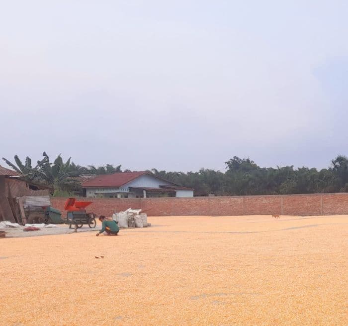 bulog_siantar_serap_166156_kilogram_jagung_petani