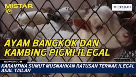 newsroom_karantina_sumut_musnahkan_ratusan_ternak_ilegal_asal_tailan