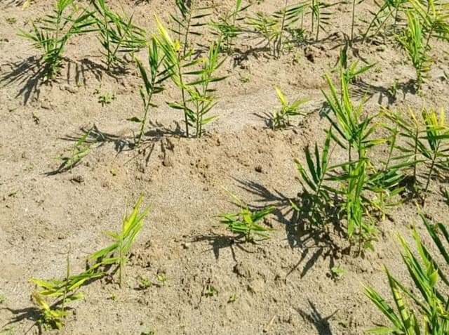 petani_jahe_dan_jagung_di_uluan_toba_terancam_gagal_panen_warga_usul_modifikasi_cuaca