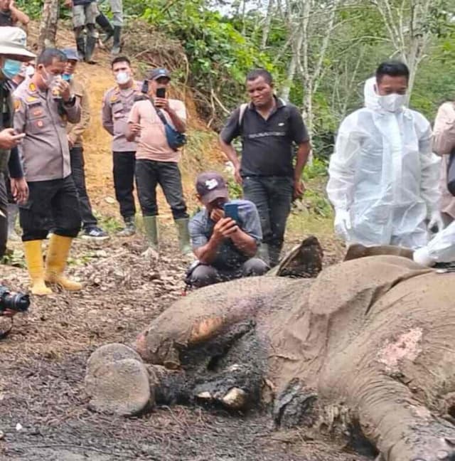 gajah_jantan_ditemukan_mati_di_areal_pt_rapala_berbatasan_dengan_tngl