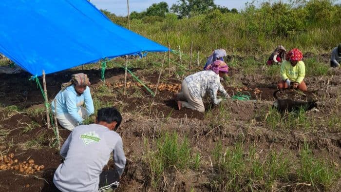 dana_ketapang_rp140_juta_di_dairi_disorot_kades_paparkan_pertanggungjawaban_ksm