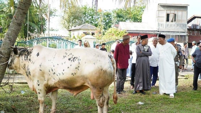 bupati_langkat_syah_affandin_sumbang_12_ekor_sapi_kurban_iduladha_1446_h