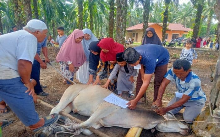 masjid_pandan_sari_silangkitang_sembelih_10_sapi_kurban_pada_iduladha_1446_h