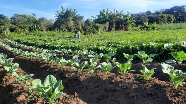 cerita_petani_muda_simalungun_hadapi_cuaca_hama_dan_harga_sayur_tak_stabil