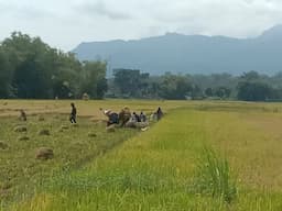 serangan_hama_tikus_di_porsea_toba_hasil_panen_padi_petani_turun_hingga_30_persen