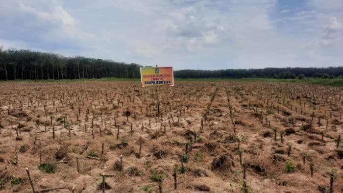 harga_singkong_anjlok_petani_di_simalungun_terpuruk